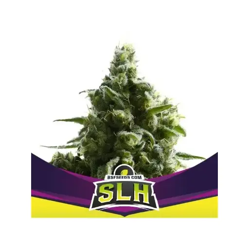 Super Lemon Haze Fem 2 Semillas BSF Seeds
