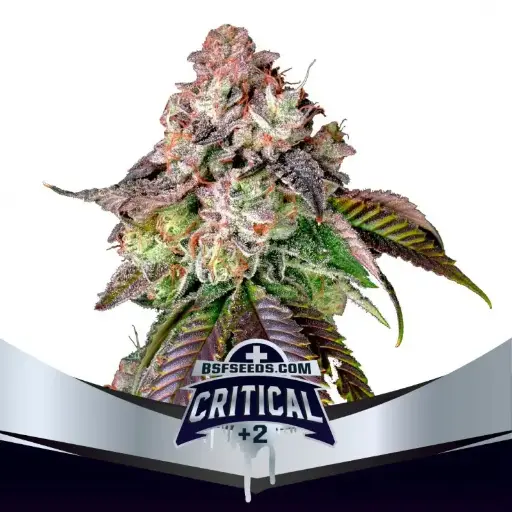 Critical +2 Fem 4 Semillas BSF Seeds
