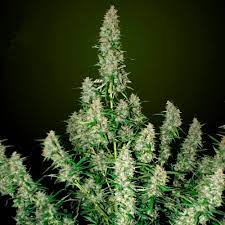 Magnum Auto 3 Semillas Buddha Seeds