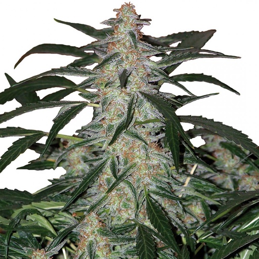 Deimos Auto 3 Semillas Buddha Seeds