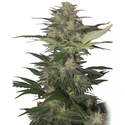 Red Dwarf Auto 3 Semillas Buddha Seeds
