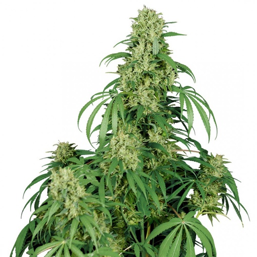 Calamity Jane Auto 3 Semillas Buddha Seeds