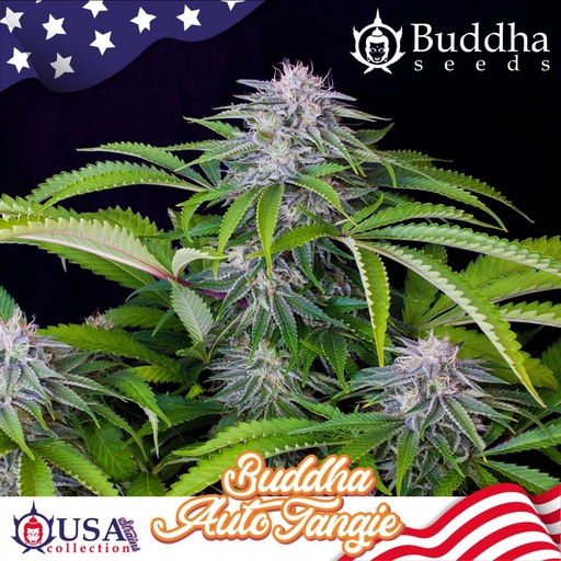 Tangie Auto 3 Semillas Buddha Seeds