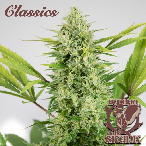 Skunk Auto 3 Semillas Buddha Seeds