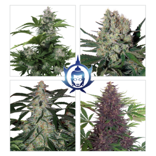 Assorted Pack Mix Auto 10 Semillas Buddha Seeds