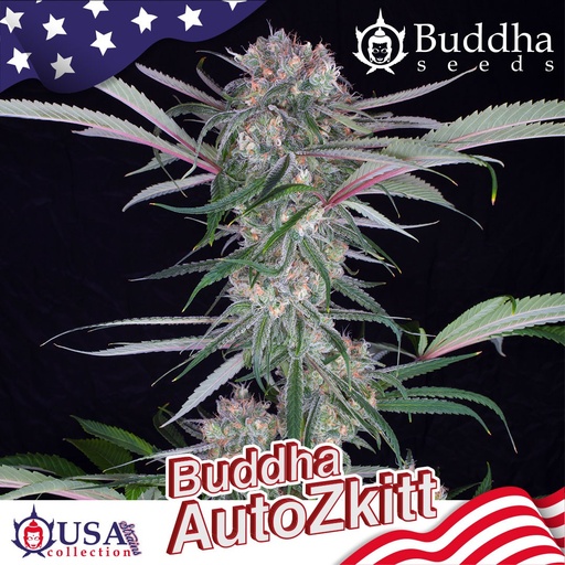 Zkitt Auto 3 Semillas Buddha Seeds