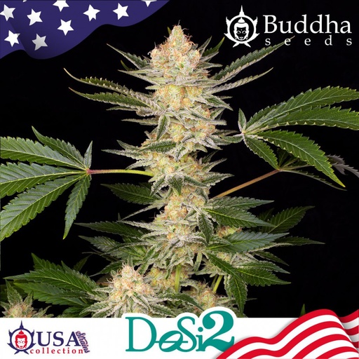 Dosi2 Fem 3 Semillas Buddha Seeds