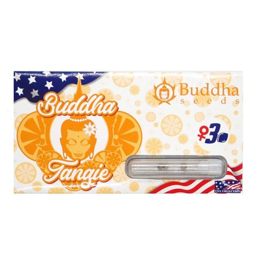 Tangie Fem 3 Semillas Buddha Seeds