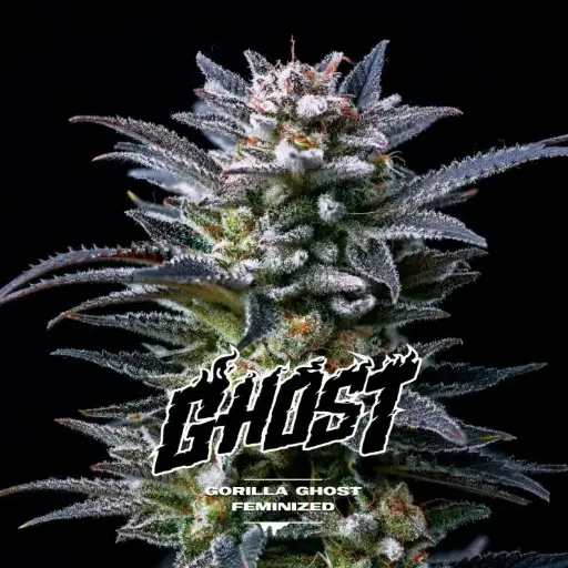 Gorilla Ghost Fem 2 Semillas BSF Seeds