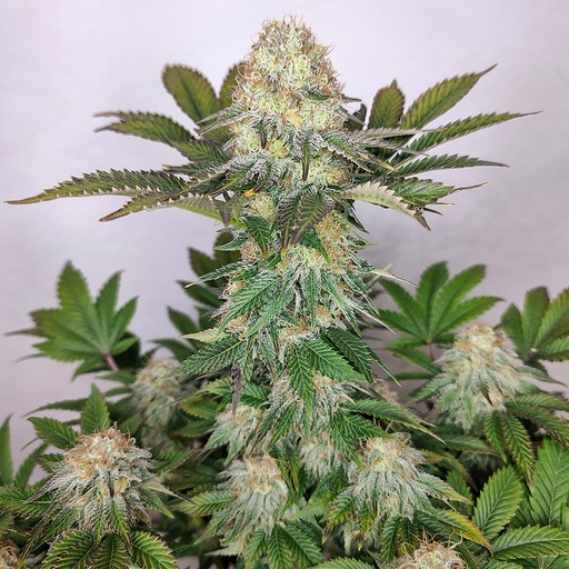 Wedding Cheesecake Fem 3 Semillas Buddha Seeds