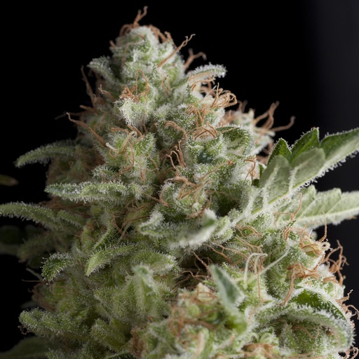 American Pie Auto 4 Semillas Pyramid Seeds