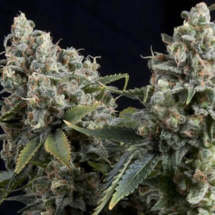 Tutankhamon Auto 4 Semillas Pyramid Seeds