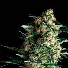 Kryptonite Auto 4 Semillas Pyramid Seeds