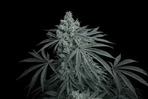 Cherry Zoda X FPO 3+1 Semillas Secret File