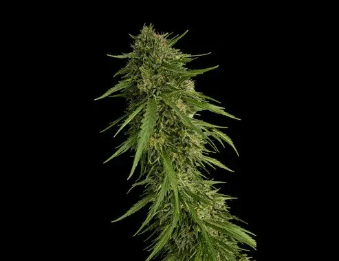 Sour Nana X FPO 3+1 Semillas Secret File