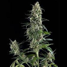 Amnesia Gold Auto 4 Semillas Pyramid Seeds