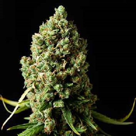 American Pie Fem 4 Semillas Pyramid Seeds