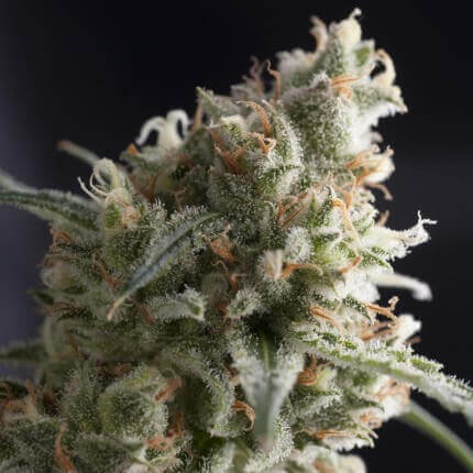 Lennon Fem 4 Semillas Pyramid Seeds