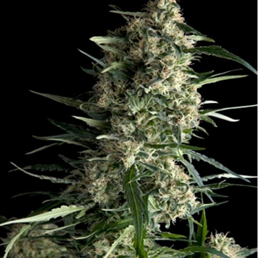 Galaxy Fem 4 Semillas Pyramid Seeds