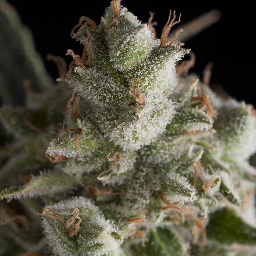 Fresh Candy Fem 4 Semillas Pyramid Seeds