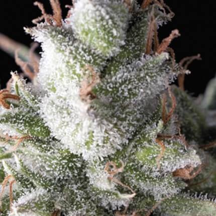 Ramses Fem 4 Semillas Pyramid Seeds