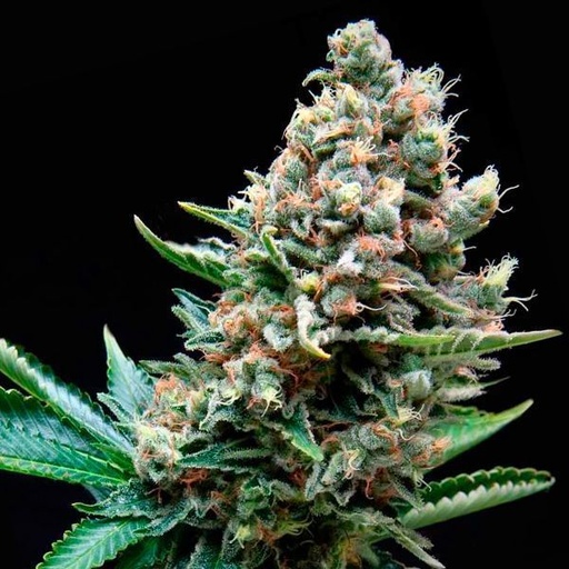 Super OG Kush Fem 4 Semillas Pyramid Seeds