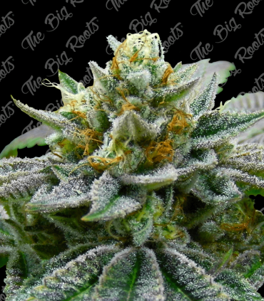 Super Skunk Fem 7 Semillas The Big Roots