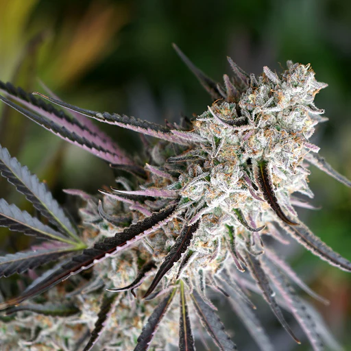 Cookies Sherbet Auto 3 Semillas Medical Seeds