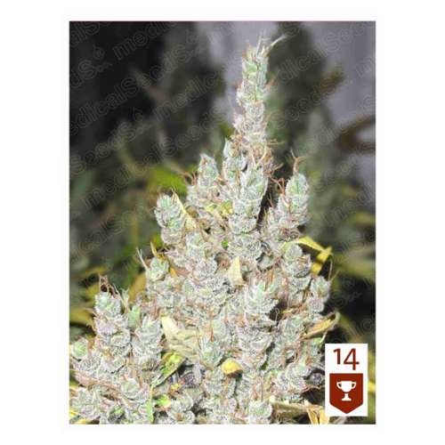 2046 Fem 3 Semillas Medical Seeds