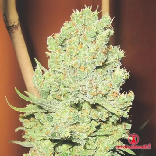 Channel+ Fem 3+2 Semillas Medical Seeds Edición Limitada