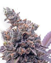 Gelato 242 Fem 3 Semillas Medical Seeds