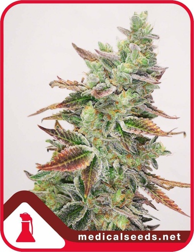 Banana Purp Fem 3 Semillas Medical Seeds