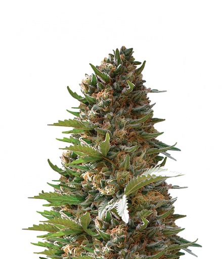 Jack La Mota Fem 3 Semillas Medical Seeds