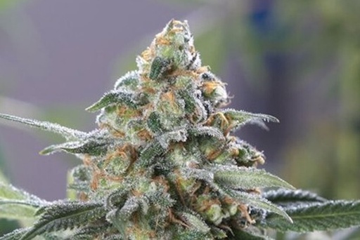 OG Kush CBD Fem 3+2 Semillas Medical Seeds Edición Limitada