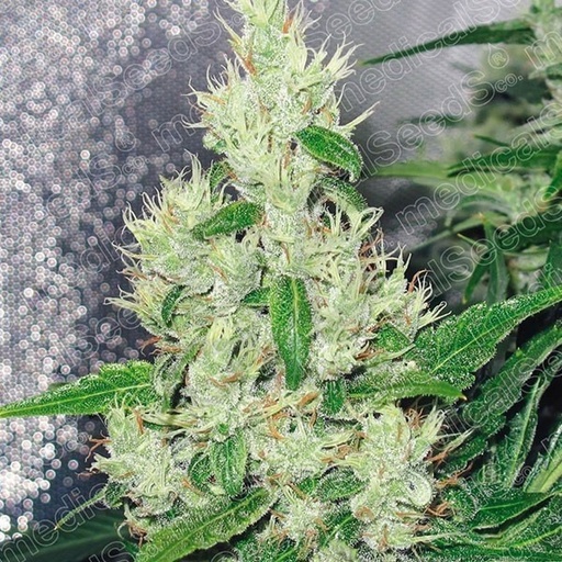 Y Griega Fem 3+2 Semillas Medical Seeds Edición Limitada