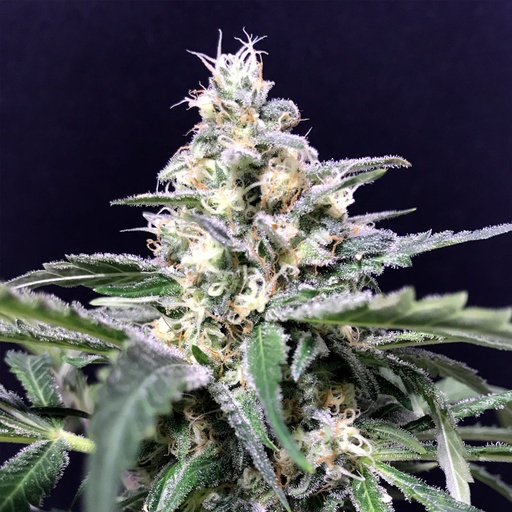 Amazon Auto 3 Semillas Rkiem Seeds