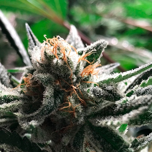 Condor Auto 3 Semillas Rkiem Seeds