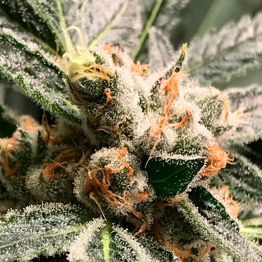 Dark Kush Auto 3 Semillas Rkiem Seeds