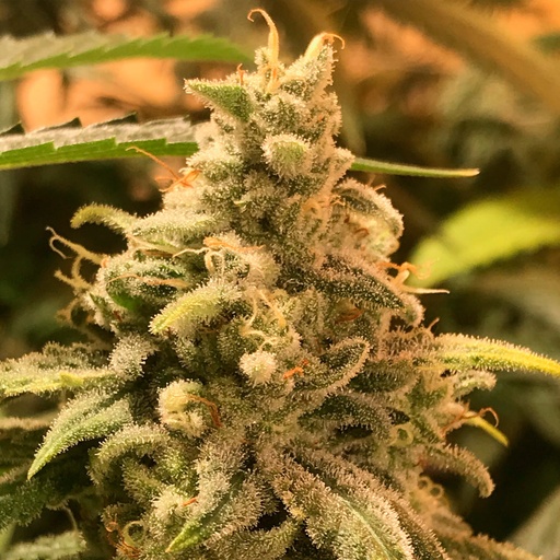 DeadCheese Fem 10 Semillas Rkiem Seeds