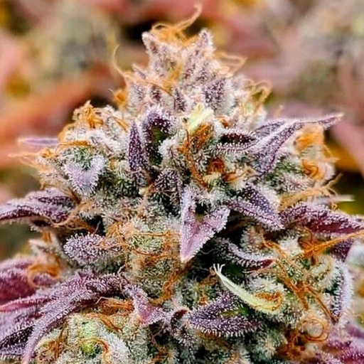 Cumbia Fem 3 Semillas Rkiem Seeds