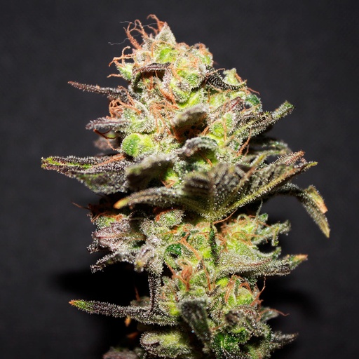 Icer Fem 3 Semillas Rkiem Seeds