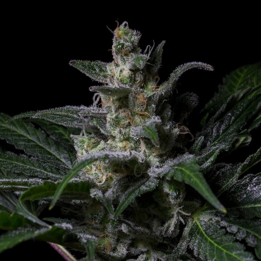 Muse Fem 3 Semillas Rkiem Seeds