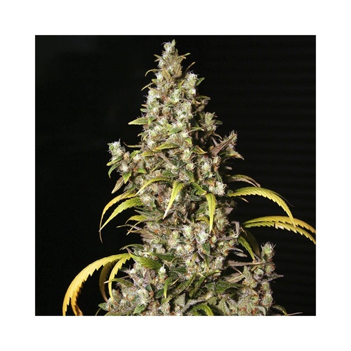 Monster Fem 4 Semillas Eva Seeds