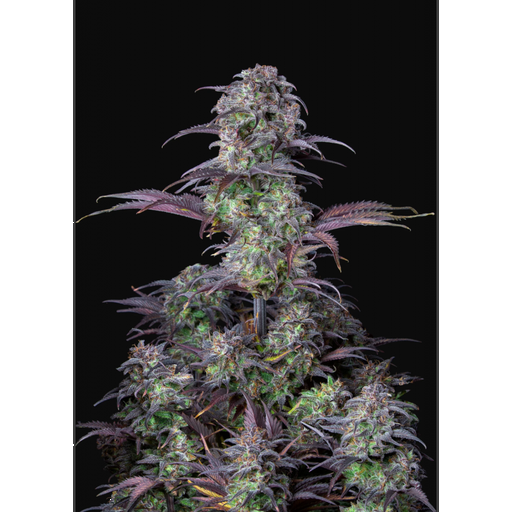Original Blueberry Auto 1 Semillas 420 Fast Buds