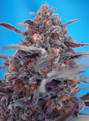 Devil Cream Auto 3+1 Semillas Sweet Seeds