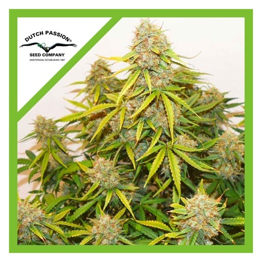 Brooklyn Sunrise Auto 3 Semillas Dutch Passion