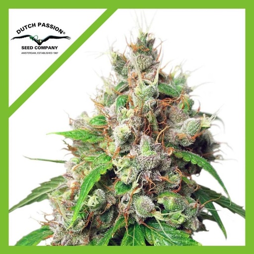 Euforia Auto 3 Semillas Dutch Passion