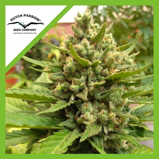 Blueberry Auto 3 Semillas Dutch Passion