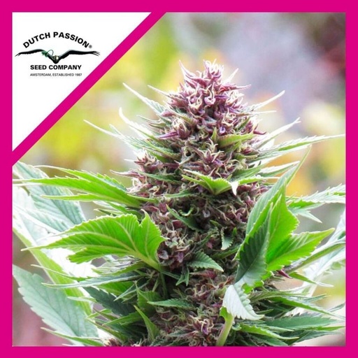 Frisian Duck Fem 3 Semillas Dutch Passion