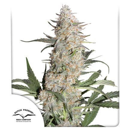 Critical Orange Punch Fem 3 Semillas Dutch Passion